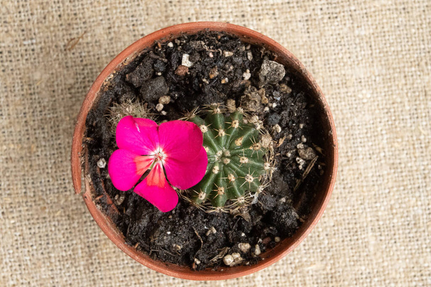 kis kaktuszvirág cserepes talajban - Fotó, kép