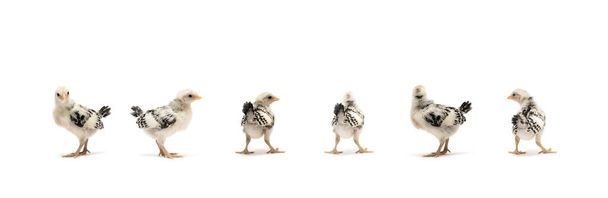 Le petit bébé isolé HAMBURG Chick équipe dans la rangée, debout sur fond de tissu blanc. Ils sont reconnus en Allemagne et aux Pays-Bas. - Photo, image