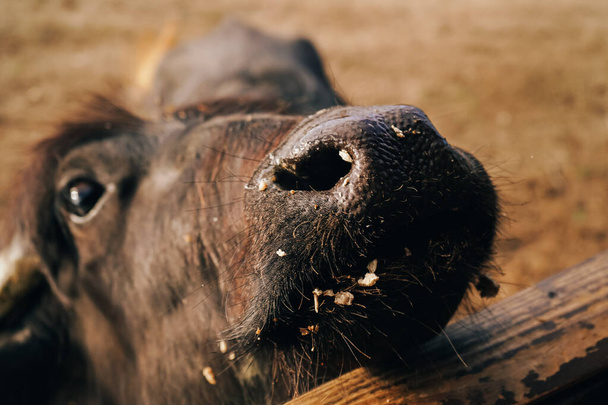 Der Stier ist ein Symbol des Jahres 2021. Der schwarze Bulle schaut in den Rahmen. Bulle auf ökologischem Bauernhof - Foto, Bild