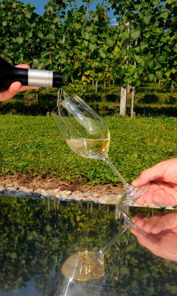 グラスに白ワインを注ぎ表と裏の緑のブドウを反映させ - 写真・画像