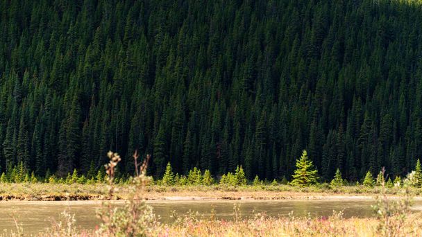 prachtig landschap met weelderige vegetatie in de bergen, Jasper National Park, Alberta, Canada - Foto, afbeelding