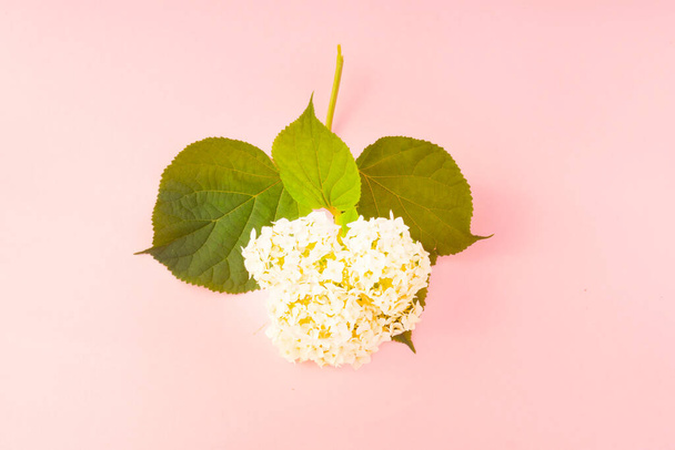 white flowers on a pink background. Minimal style flat lay. For greeting card, invitation. March 8, February 14, birthday, Valentine's, Mother's, Women's day concept. - Fotoğraf, Görsel