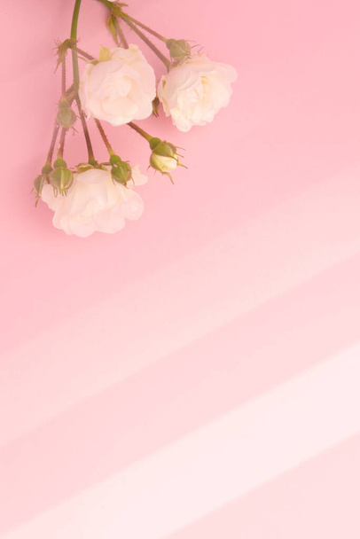 Sprigs van kleine rozen wit op roze achtergrond, kopieer ruimte. Minimale stijl platte lay. Voor wenskaart, uitnodiging. 8 maart 14 februari, verjaardag, Valentijnsdag, Mother 's, Women' s day concept. - Foto, afbeelding