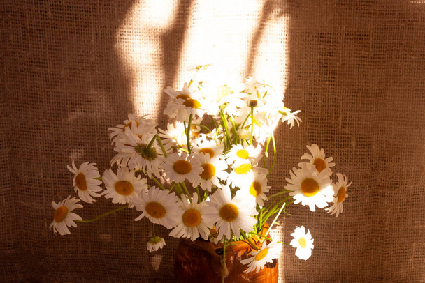 kytici sedmikrásek, slunečního světla a stínu na pozadí plátna. Letní kytice. Letní koncept - Fotografie, Obrázek