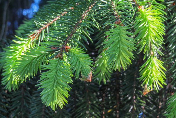 Brotes jóvenes de color verde claro de ramas de pino, iluminados por el sol - Foto, Imagen