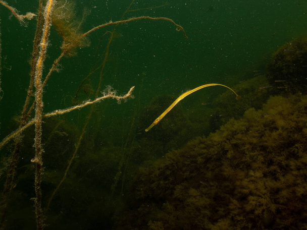 Closeup picture of a Straightnose pipefish, Nerophis ophidion. Picture from Oresund, Malmo Sweden - Photo, Image