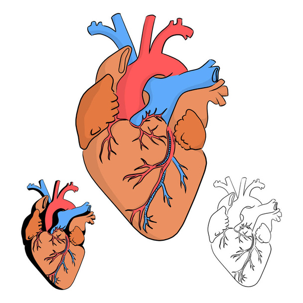 İnsan kalp vektör illüstrasyonunun anatomisi beyaz arkaplanda izole edilmiş siyah çizgilerle çizilmiş karalama el çizimi - Vektör, Görsel