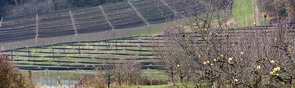 Árboles frutales sin hojas y algunas manzanas aquí y allá antes de una plantación con redes protectoras negras, Kukmirn, Austria - Foto, imagen
