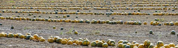 Mellow Styrian oil pumpkins lying in rows on a field at Lower Austria in autumn - Photo, Image