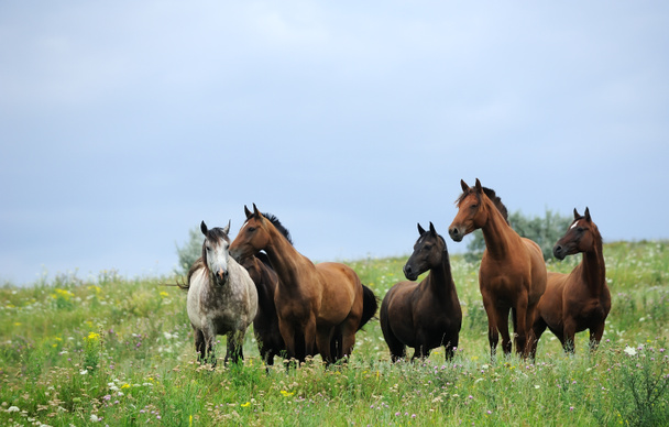 Herd of wild horses on the field - Photo, Image