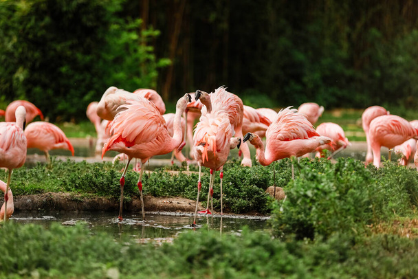 A flock of pink flamingos and reflection in the water. selective focus. - Photo, Image