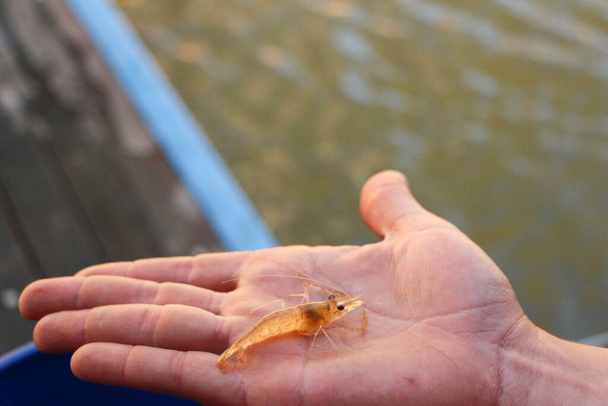 Pesca no rio, Austrália. Homem segurando um jovem yabbie na palma da mão por um rio na Austrália
. - Foto, Imagem