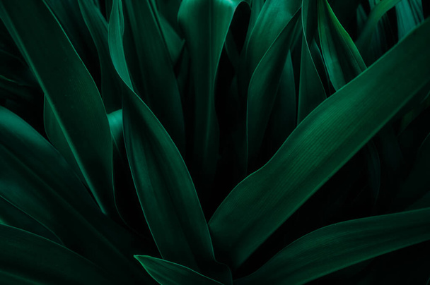 elvont zöld levél textúra, természet háttér, trópusi levél - Fotó, kép