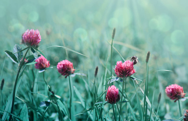 Közelkép egy mézelő méh gyűjtése nektár rózsaszín lóhere virágok . - Fotó, kép