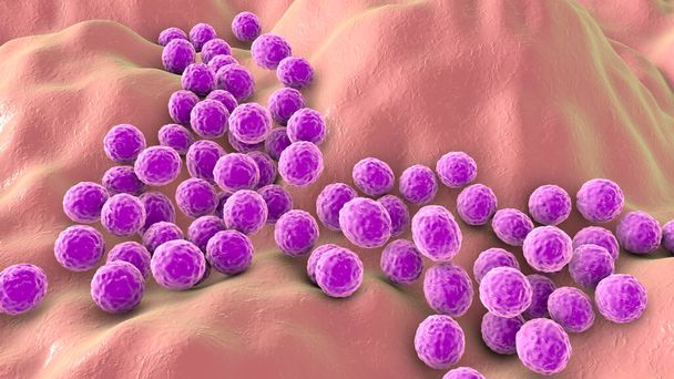 Bakteerit Staphylococcus aureus, Staphylococcus epidermidis, MRSA, monilääkeresistentit bakteerit, 3D-kuva - Valokuva, kuva