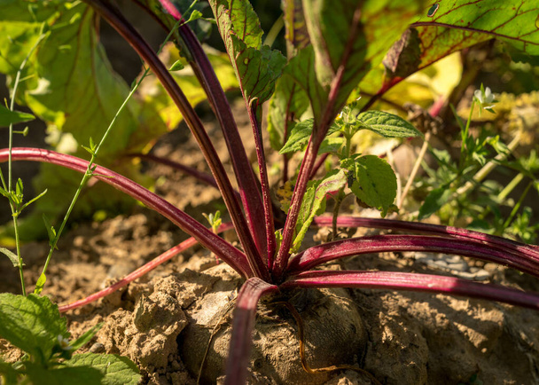 oogsttijd, foto met rode bieten in de tuin, zomer op het platteland - Foto, afbeelding