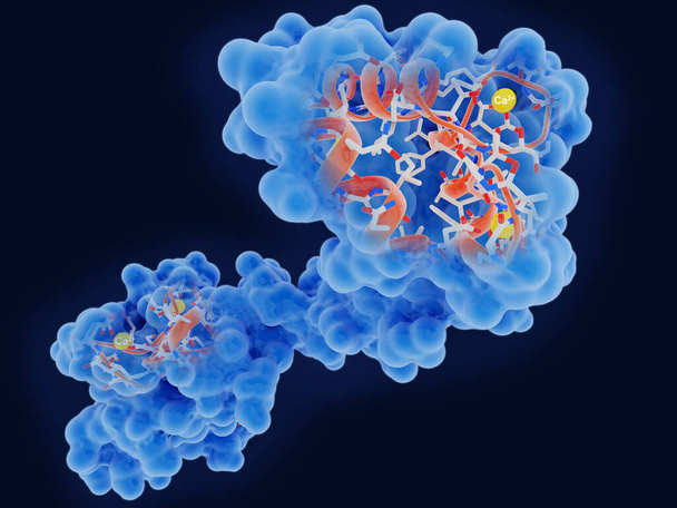 Кальмодулин, важнейший белок-посланник. Кальмодулин имеет 4 сайта связывания Ca2 +. - Фото, изображение