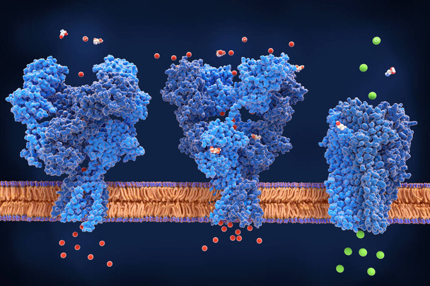 Kulcsfontosságú agyreceptorok: az NMDA, AMPA és GABA receptorok - Fotó, kép