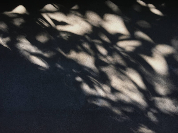 shadow of the leaves on a wall. - Fotoğraf, Görsel