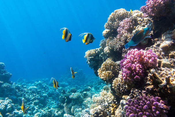 Pennant coralfish (longfin bannerfish), Butterflyfish (Chaetodon) and Parrotfish in colorful coral reef, Red Sea, Egypt. Bright yellow striped tropical fish in the ocean, clear blue turquoise water, sun rays. - Photo, Image