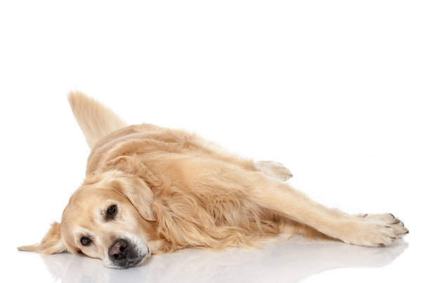 Golden Retriever Hund isoliert auf weiß - Foto, Bild