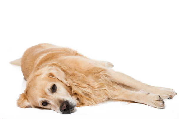 Zlatý retrívr pes izolovaný na bílém - Fotografie, Obrázek