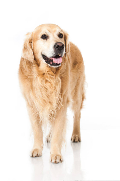 Golden retriever kutya elszigetelt fehér - Fotó, kép
