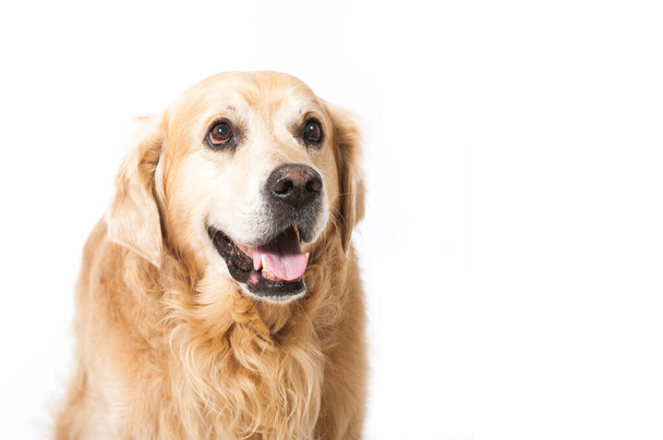 Golden retriever hond geïsoleerd op wit - Foto, afbeelding