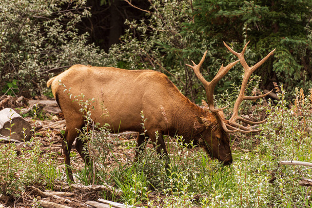 közeli kép fenséges barna szarvas vadon élő állatok, banff nemzeti park  - Fotó, kép