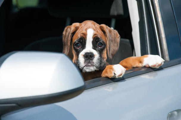 Yavru köpek arabanın camından dışarı bakıyor. - Fotoğraf, Görsel