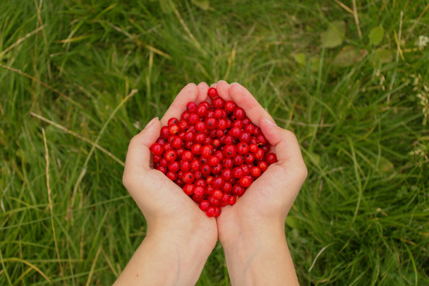Woman's hands hold a handful of juicy and fragrant red currants against the background of bright green grass. A small joy that grew up in the garden - Foto, Imagen