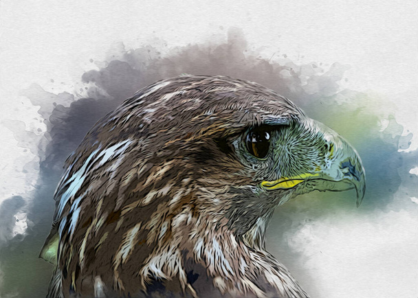 Falcon, arka plan illüstrasyonuna el çizimi ve boya rengi, şahin klasik retro - Fotoğraf, Görsel