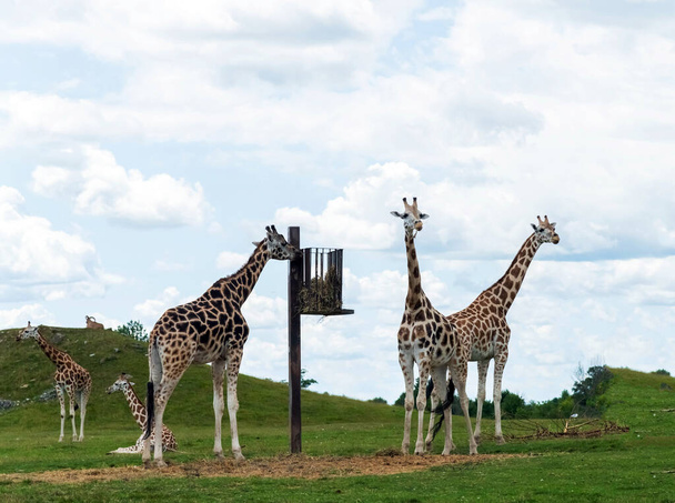 Семейство Жирафов Диких Жирафов в Hamilton Lion Safari, Онтарио, Канада - Фото, изображение
