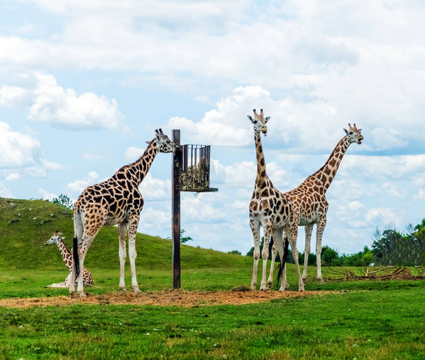 Семейство Жирафов Диких Жирафов в Hamilton Lion Safari, Онтарио, Канада - Фото, изображение