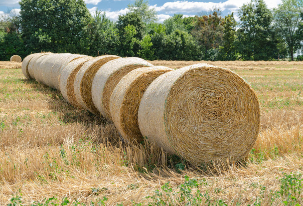 palha em fardos, colheita de grãos, trabalho agrícola em um dia ensolarado de verão
 - Foto, Imagem