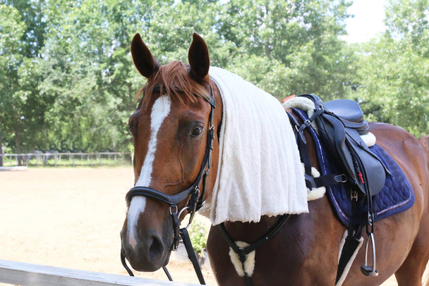 Mokry frotte tkanina bawełniany ręcznik na głowie konia skoczek show w gorący słoneczny letni dzień - Zdjęcie, obraz
