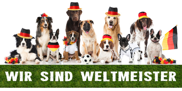 Different pedigree dogs as a german soccer team - Photo, Image