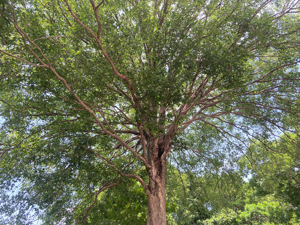 Vista inferior al fondo del árbol  - Foto, imagen