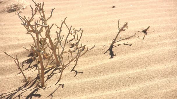 Namib Paisaje del desierto, Namibia - Metraje, vídeo