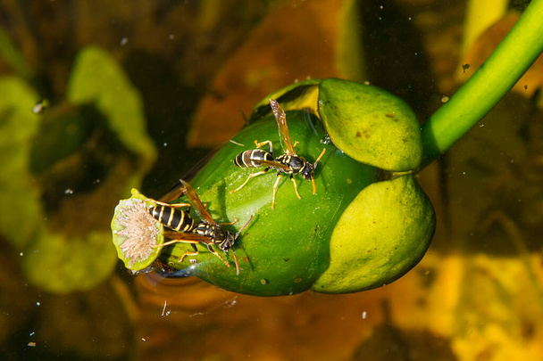 Осы садятся на плоды желтой водяной лилии (Nuphar lutea) и пьют воду. - Фото, изображение