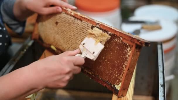 Χέρι χρησιμοποιώντας ένα ξύστρα για να βουλώσει κηρήθρες με μέλι σε ένα πλαίσιο. Μελισσοκόμος Unseal. - Πλάνα, βίντεο