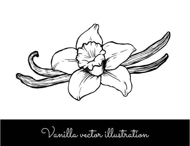 Vintage vanilja kukka ja tikkuja linja vektori kuva  - Vektori, kuva