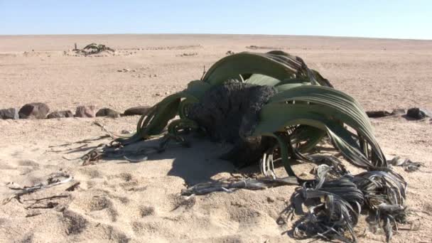 Welwitschia, Wüste Namib, Namibia - Filmmaterial, Video