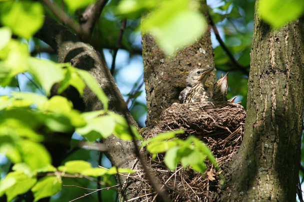 Three hungry thrush chicks (Latin Turdus pilaris) in the nest await feeding. Bottom view. - Photo, Image