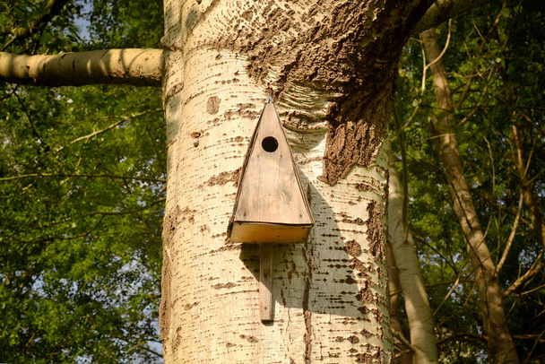 σπιτάκι πουλιών σε ένα μεγάλο δέντρο στο πάρκο το καλοκαίρι - Φωτογραφία, εικόνα