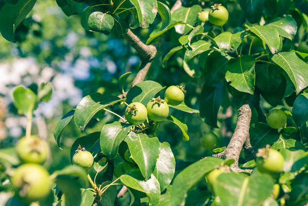 Незрелые зеленые яблоки, Орчард. Молодая яблоня. Спелые плоды - Фото, изображение