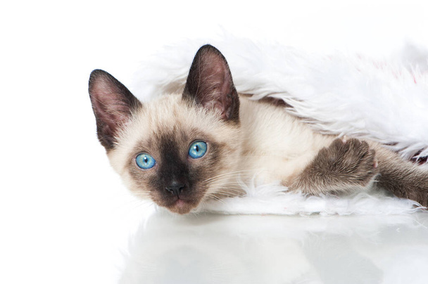 Sziámi cica télapó sapkában - Fotó, kép