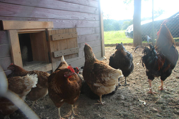 Bahçedeki çiftlik tavukları. Seçici odaklanma. Antibiyotiksiz ve hormonsuz tarım, doğal tarım kavramı - Fotoğraf, Görsel