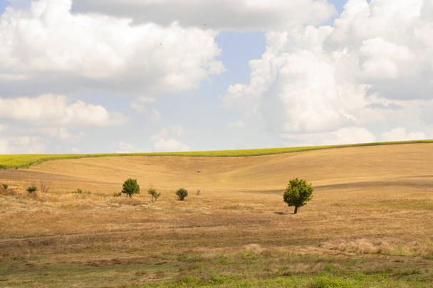 un arbre vert se dresse dans un champ dans un faisceau sur un fond d'herbe sèche jaune et de nuages dans le ciel en Ukraine - Photo, image