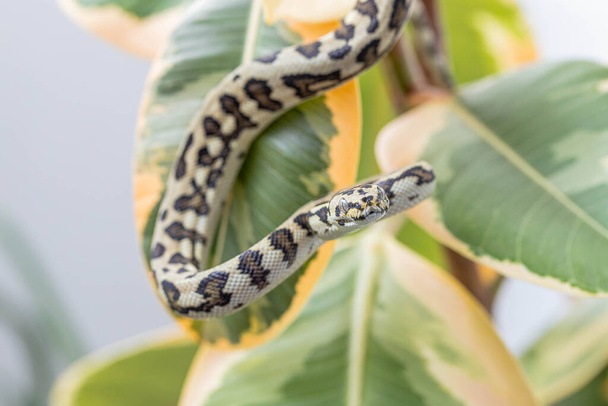 Lastik incir yapraklarına sarkıp kameraya bakan Morelia Spilota 'nın Macro' su. Kıvrılmış yılan. Egzotik hayvan. Poster, duvar kağıdı. Kapat. - Fotoğraf, Görsel